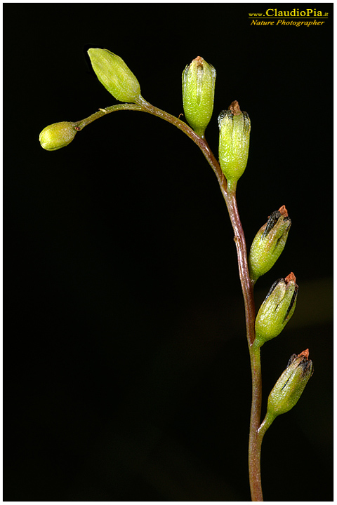 drosera rotundifolia, pianta insettivora, rosolida, pianta carnivora,  pinguicola drosera val d'aveto